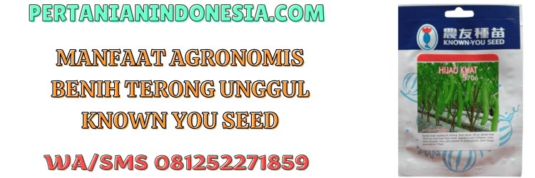 manfaat,agronomis,budidaya,budidaya terong,pertanian indonesia